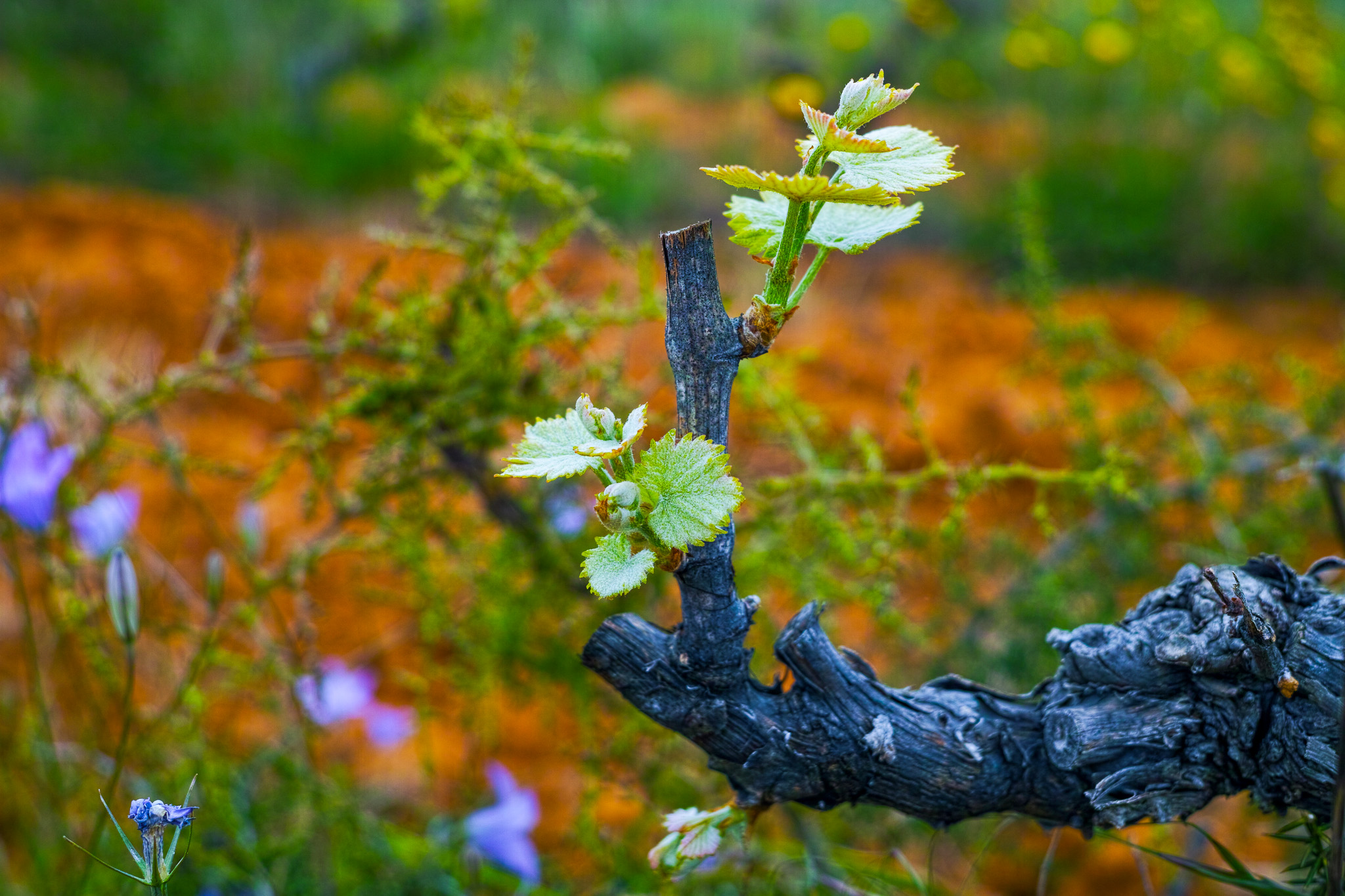 Old trunks and young green shoots of wine grape plants in rows in vineyard in spring, wine production in Greece